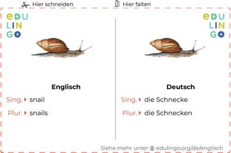 englisch schnecke